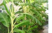 Wat zijn de delen van de Plant van een banaan?