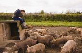 How to Raise Feeder varkens te eten