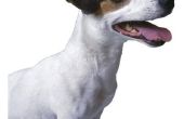 Hoe om te trainen met succes een Jack Russell Terrier