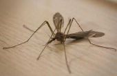 How to Get Rid van kraan vliegen die er als muggen uitzien