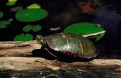 Verschillen tussen geschilderde schildpadden & rood-Eared schuifregelaars
