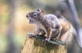 Feiten over de grijze eekhoorns