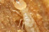 Hoe te identificeren termieten in een huis