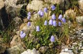 Hoe te herkennen van een Plant met paarse Bell vormige bloemen