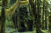 Tropisch regenwoud bioom landschapselementen