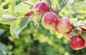Appelbomen voor koude klimaten