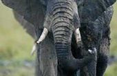 Sanctie voor bezit van ivoor