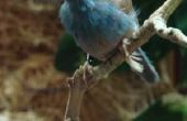 How to Build Bluebird nestkasten
