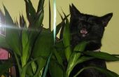 Home Remedies te houden katten uit planten