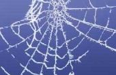 Hoe krijg ik een spinnenweb uit een Insect