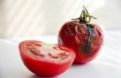 Hoe te genezen onder Rot op tomaten