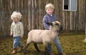 Feiten over Baby schapen lammeren