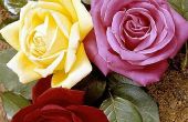 Hoe om te voorkomen dat uw verse afgesneden bloemen, bloesems verwelking