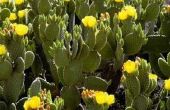Hoe Plant de Cutoffs van een Cactus Prickly Pear