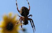 Gemeenschappelijke spinnen van Brits-Columbia