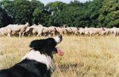 How to Train een Border Collie te kudde runderen