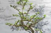 Bomen van de Bonsai voor uw bureau