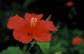 How to Care for Hardy Hibiscus planten