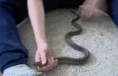 Identificeren van slangen
