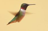 Michigan Hummingbird typen