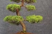 Hoe de zorg voor de bomen van de Bonsai van Juniper