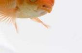 Hoe herken ik het geslacht van een goudvis Oranda