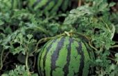 Wat voor soort meststof duurt watermeloen groeien recht?
