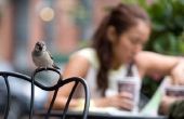 Hoe om te differentiëren tussen een mannelijke & vrouwelijke Sparrow