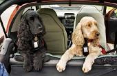 Wetten op het vervoer van honden in auto 's