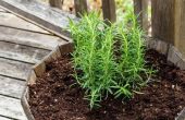 How to Plant rozemarijn