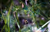 Waarom bijen verzamelen rond Hot Tubs