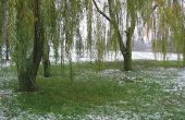In welke temperaturen kan een Willow Tree overleven?
