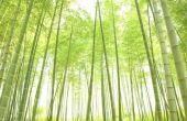 Dieren van het bos van bamboe