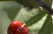Welke Cherry bomen groeien in Colorado