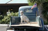 Hond wetten in Florida