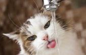 Waarom mijn kat veel Water drinken?