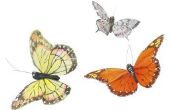 Wat moet u doen voor een vlinder met geplisseerd vleugels?