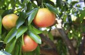 How to Grow Grapefruit bomen