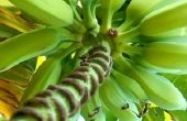 How to Get drinkwater van een bananenboom