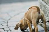Hoe maak je een geur-wiel voor detectie honden