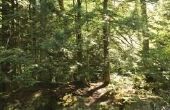 Wat Is een gematigd woud?