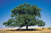 Wat bomen absorberen het meeste kooldioxide?