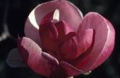 Wanneer kan ik Snoei de Magnolia's van het paarse tulp