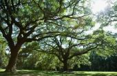 Pin Oak Tree ziekten