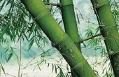 Hoe te snijden en droge bamboe