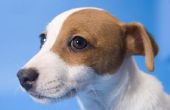 How to Train een Jack Russell Mix