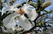 Magnoliaboom Troubleshooting Tips