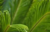 Zijn Sago Palm doornen giftig voor de mens?