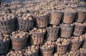 Hoe bewaart u aardappelen voor de lange termijn