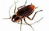 Hoe maak je een natuurlijke Roach afstotend